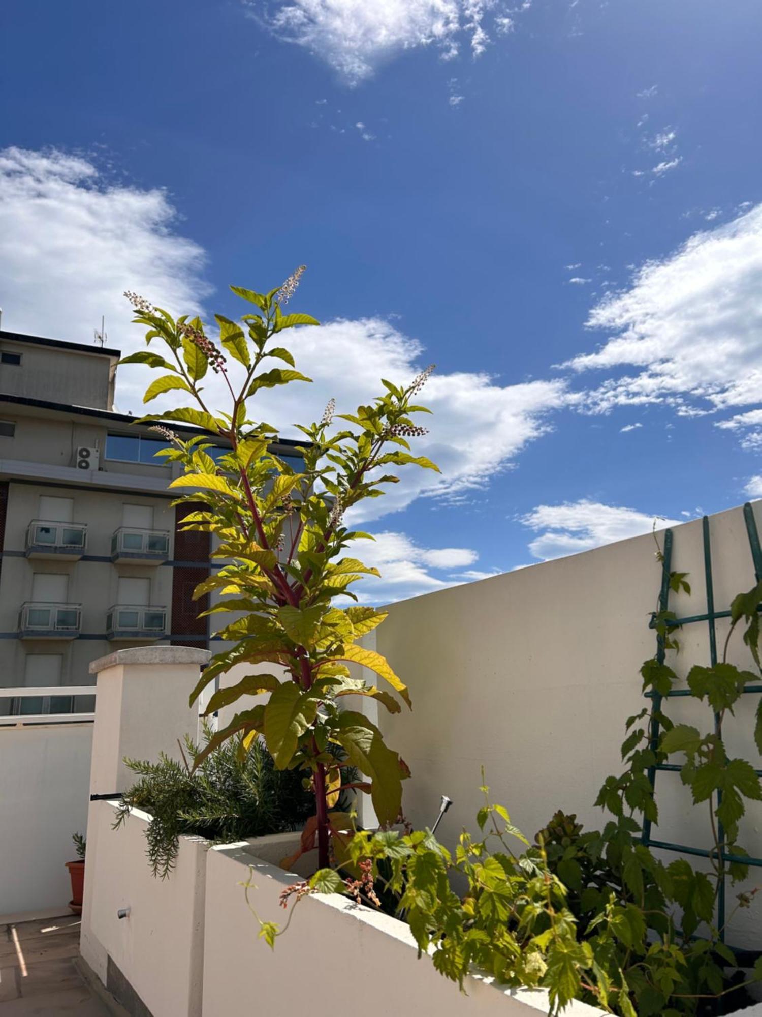 Residence Siesta Rimini Kültér fotó